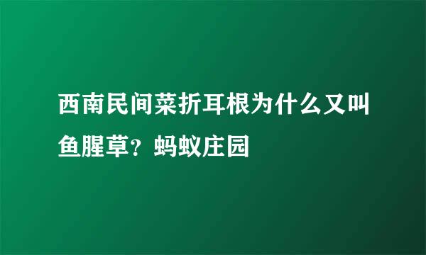 西南民间菜折耳根为什么又叫鱼腥草？蚂蚁庄园