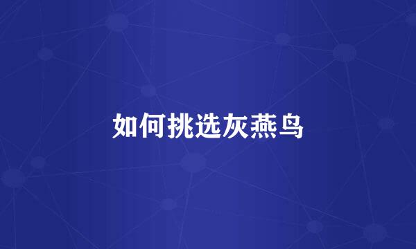 如何挑选灰燕鸟