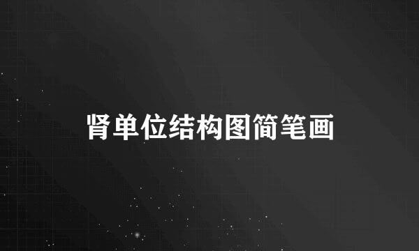 肾单位结构图简笔画