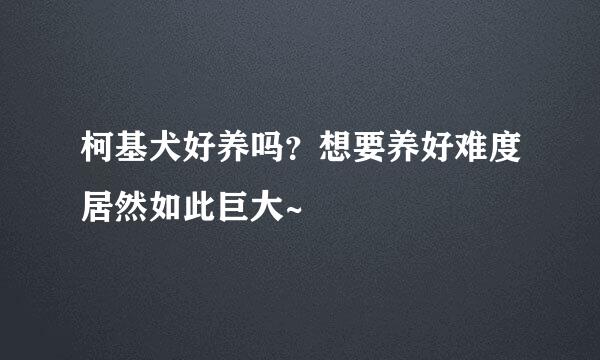 柯基犬好养吗？想要养好难度居然如此巨大~