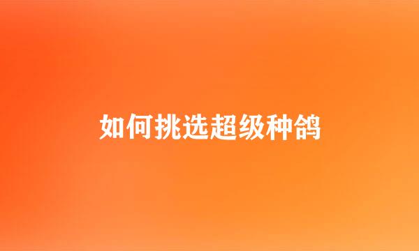 如何挑选超级种鸽