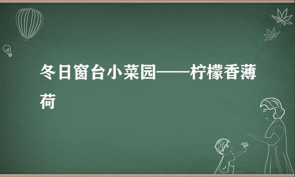 冬日窗台小菜园——柠檬香薄荷