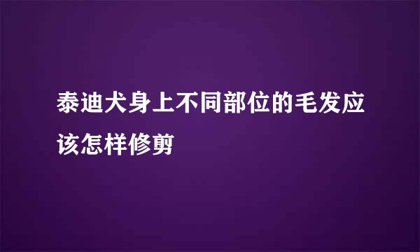 泰迪犬身上不同部位的毛发应该怎样修剪
