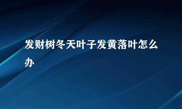 发财树冬天叶子发黄落叶怎么办