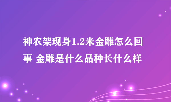 神农架现身1.2米金雕怎么回事 金雕是什么品种长什么样