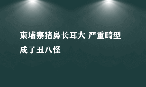 柬埔寨猪鼻长耳大 严重畸型成了丑八怪