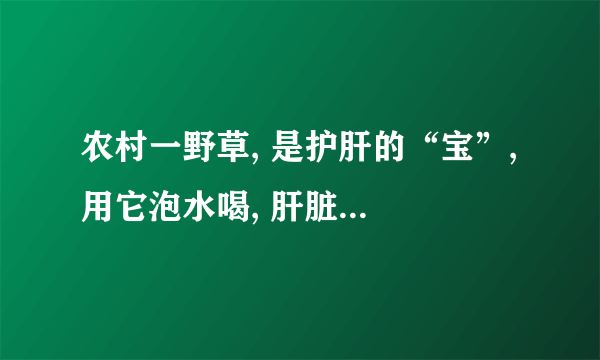 农村一野草, 是护肝的“宝”, 用它泡水喝, 肝脏一天比一天好